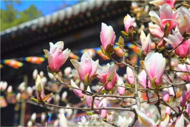南陽(yáng)南召：玉蘭花大全，5種玉蘭簡(jiǎn)介(圖3)