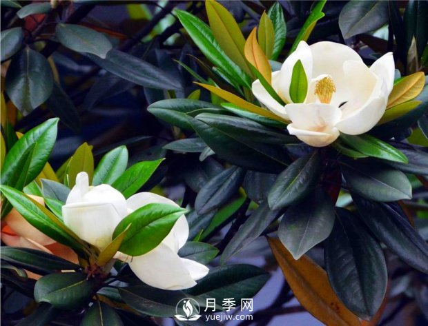 南陽(yáng)南召：玉蘭花大全，5種玉蘭簡(jiǎn)介(圖4)