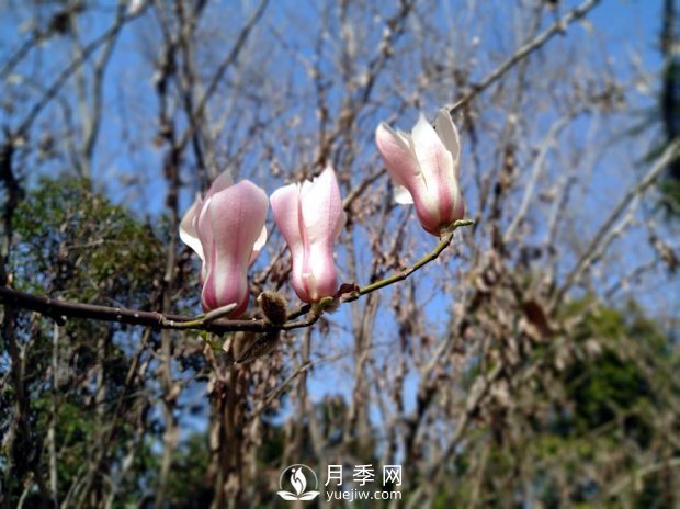 南陽(yáng)南召：玉蘭花大全，5種玉蘭簡(jiǎn)介(圖5)
