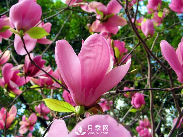 南陽(yáng)南召：玉蘭花大全，5種玉蘭簡(jiǎn)介(圖2)