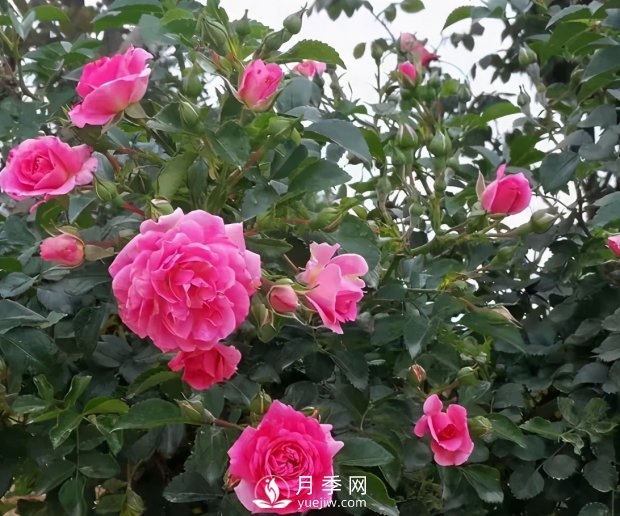 安徽阜陽(yáng)網(wǎng)紅打卡地誕生：阜南恒居月季花海等您來(lái)！(圖2)