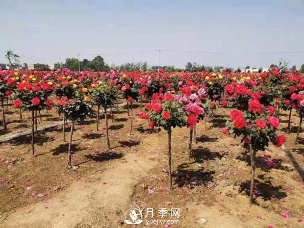 安徽阜陽(yáng)網(wǎng)紅打卡地誕生：阜南恒居月季花海等您來(lái)！(圖1)