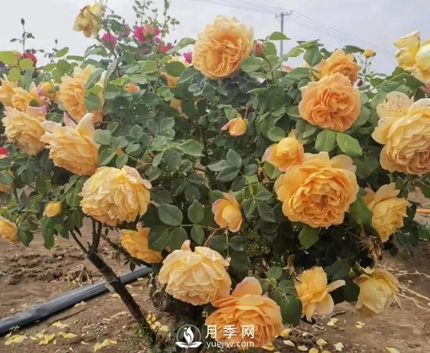 安徽阜陽(yáng)網(wǎng)紅打卡地誕生：阜南恒居月季花海等您來(lái)！(圖3)