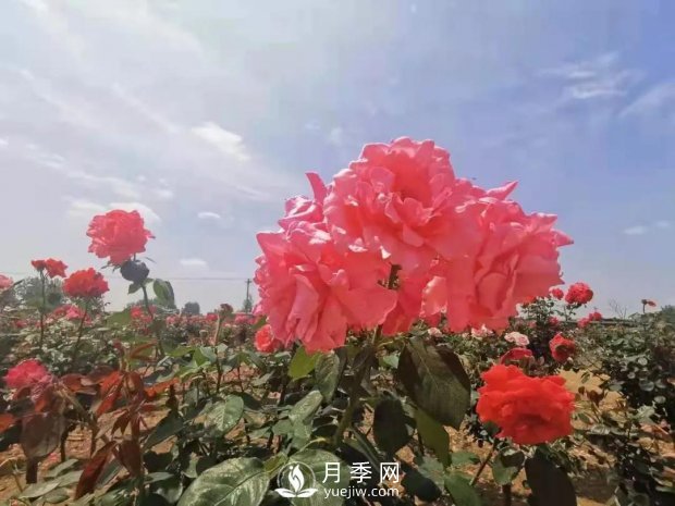 安徽阜陽(yáng)網(wǎng)紅打卡地誕生：阜南恒居月季花海等您來(lái)！(圖4)