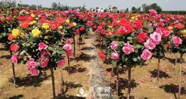 安徽阜陽(yáng)網(wǎng)紅打卡地誕生：阜南恒居月季花海等您來(lái)！(圖5)