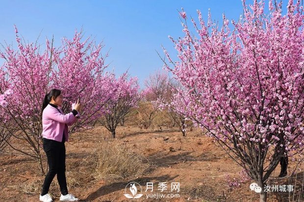 汝州新晉打卡地花開成海，你來過了嗎？(圖2)