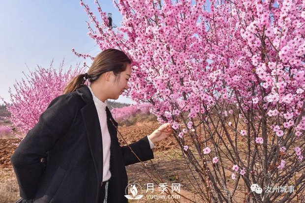 汝州新晉打卡地花開成海，你來過了嗎？(圖1)