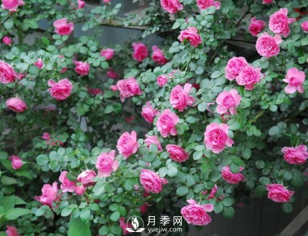 爬藤月季，一顆就能把院子打造成一花海(圖1)