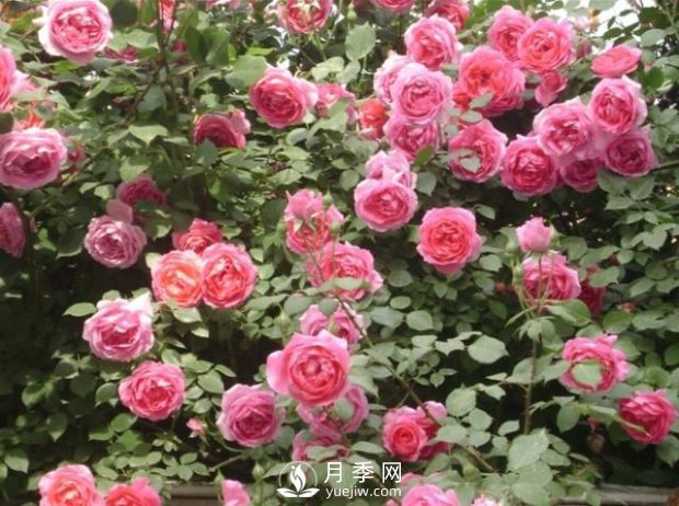 爬藤月季，一顆就能把院子打造成一花海(圖4)