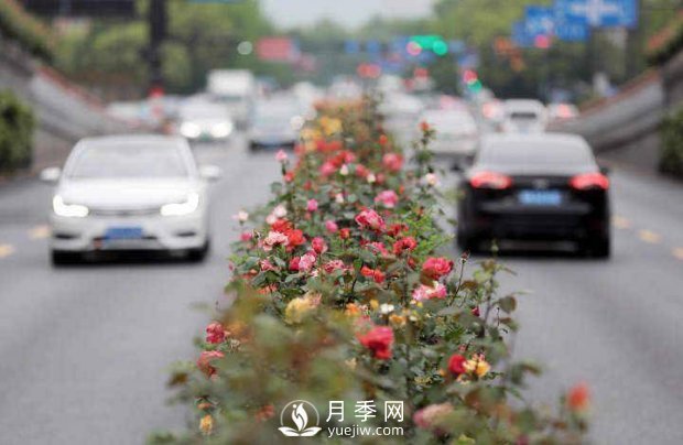 連日陰雨，杭州高架花廊的月季能如期盛開(kāi)嗎？4月中旬盛開(kāi)(圖3)