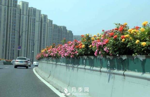 連日陰雨，杭州高架花廊的月季能如期盛開(kāi)嗎？4月中旬盛開(kāi)(圖4)