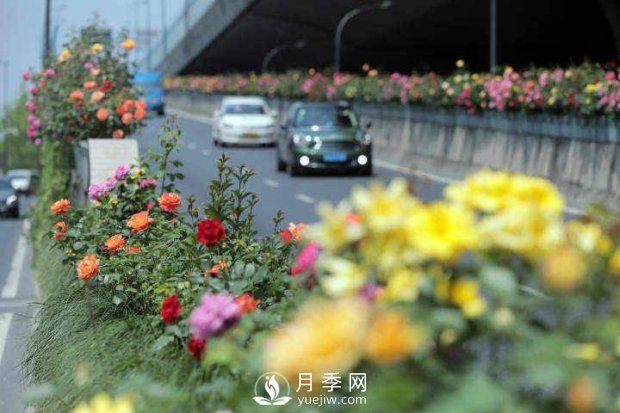 連日陰雨，杭州高架花廊的月季能如期盛開(kāi)嗎？4月中旬盛開(kāi)(圖2)