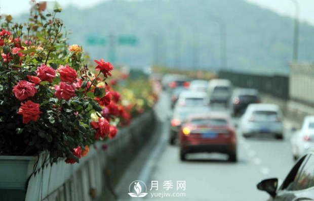 連日陰雨，杭州高架花廊的月季能如期盛開(kāi)嗎？4月中旬盛開(kāi)(圖1)