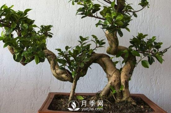 怎樣培養(yǎng)榕樹盆景的氣根和板根？(圖1)
