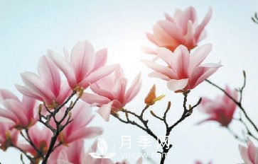 紫玉蘭名為辛夷，其實是份“心意”！了解玉蘭文化(圖2)