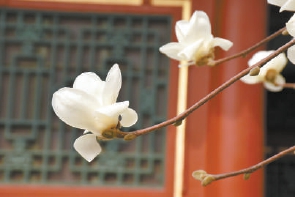 紫玉蘭名為辛夷，其實是份“心意”！了解玉蘭文化(圖4)