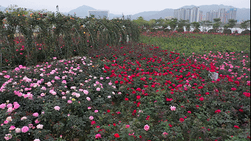 南陽(yáng)月季扮美肇慶，月季花海驚艷綻放(圖2)