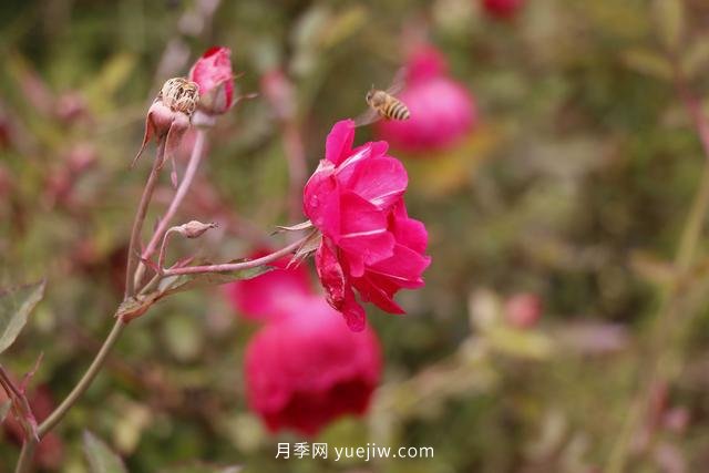 四川南允30萬株豐花月季盛開，千姿百態(tài)等您來賞(圖3)