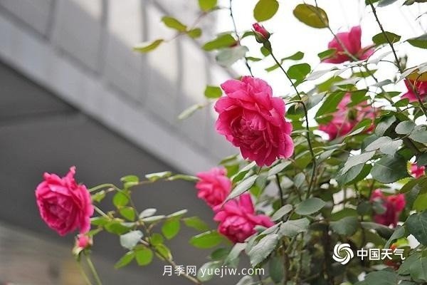 重慶街頭月季盛開(kāi)，扮靚山城四月景觀(圖4)