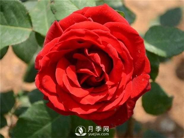 緋扇月季苗，杯苗，小苗，盆花產(chǎn)地批發(fā)(圖2)