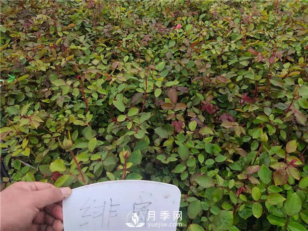 緋扇月季苗，杯苗，小苗，盆花產(chǎn)地批發(fā)(圖3)