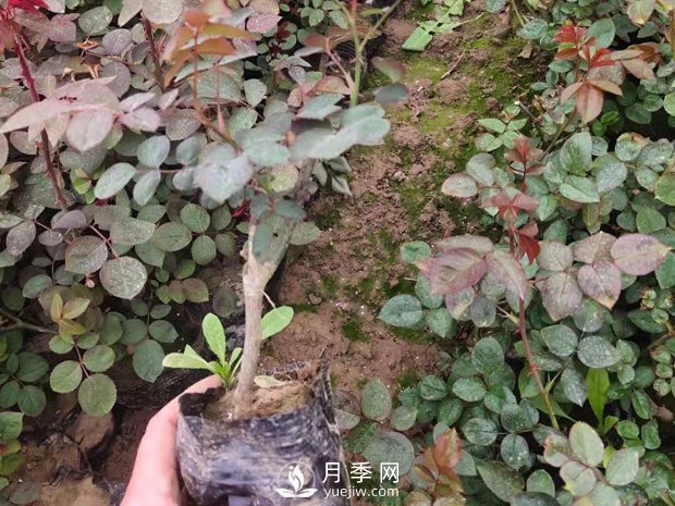 緋扇月季苗，杯苗，小苗，盆花產(chǎn)地批發(fā)(圖4)