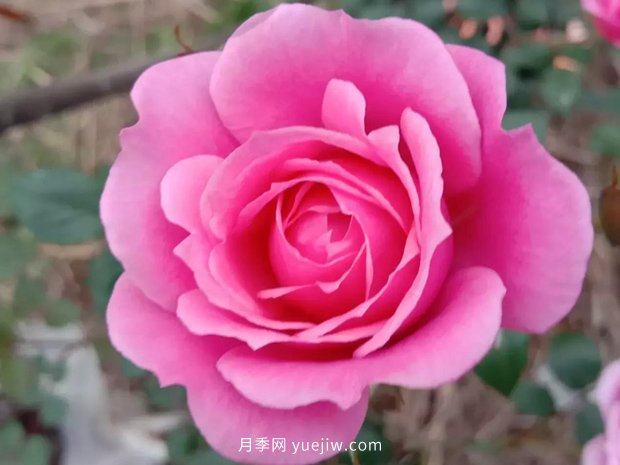 果汁陽臺，鈴之妖精，紅蘋果，表現好的三個月季品種(圖2)