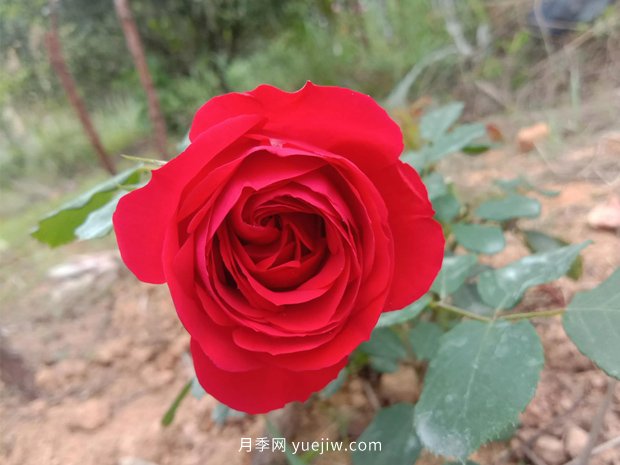 果汁陽臺，鈴之妖精，紅蘋果，表現好的三個月季品種(圖3)