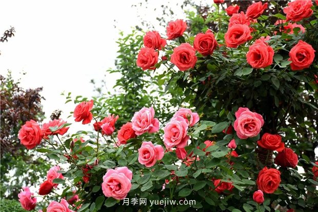 日漸火熱的“漂亮異樹(shù)”，你知道樹(shù)狀月季嗎？(圖3)