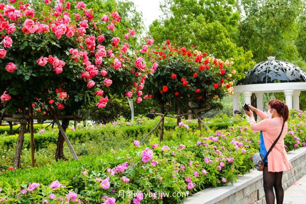 日漸火熱的“漂亮異樹(shù)”，你知道樹(shù)狀月季嗎？(圖2)