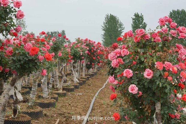 日漸火熱的“漂亮異樹(shù)”，你知道樹(shù)狀月季嗎？(圖1)