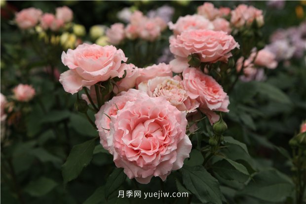推薦一批少刺的月季品種，來看看吧(圖2)