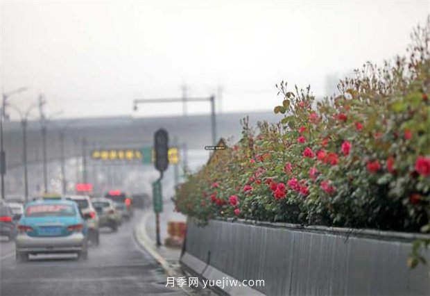 杭州高架月季進入開放期，花開引領(lǐng)杭州月季美景(圖1)