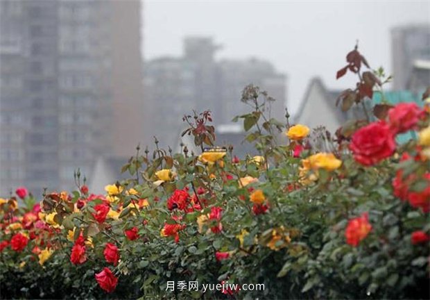 杭州高架月季進入開放期，花開引領(lǐng)杭州月季美景(圖3)
