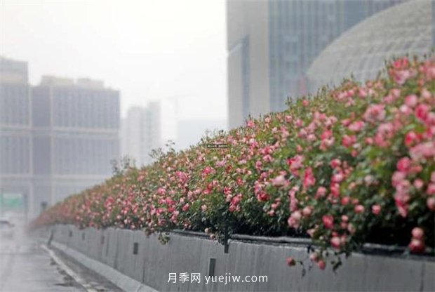 杭州高架月季進入開放期，花開引領(lǐng)杭州月季美景(圖2)