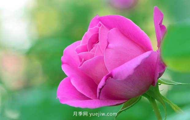 3月天氣變暖，美麗的月季也有了花苞(圖1)