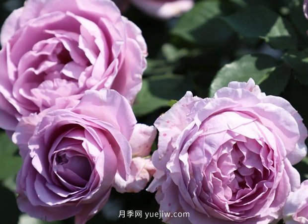 月季新品種，暗戀的心月季，陽臺有它四季看花(圖1)