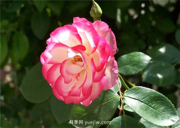 月季的品類(lèi)有哪些？有什么區(qū)別嗎？(圖2)