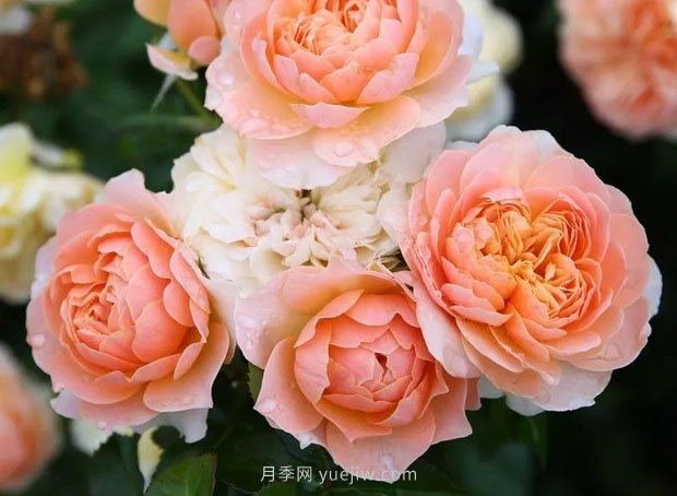 十款花期***長的微型月季品種，適合陽臺(tái)種植(圖10)