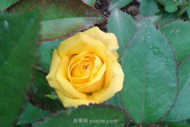 十款花期***長的微型月季品種，適合陽臺(tái)種植(圖6)