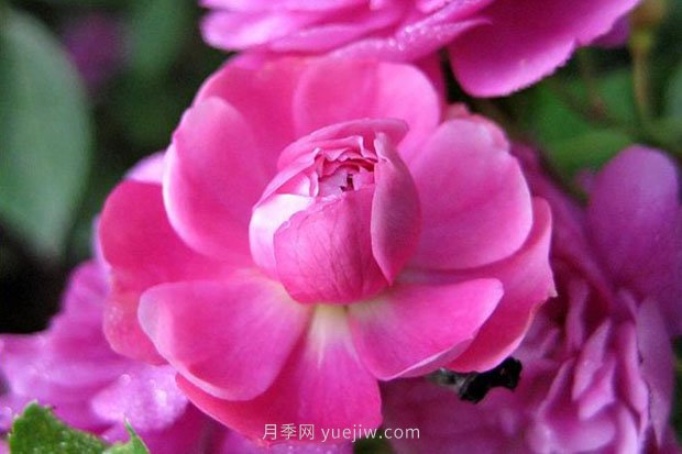 十款花期***長的微型月季品種，適合陽臺(tái)種植(圖2)