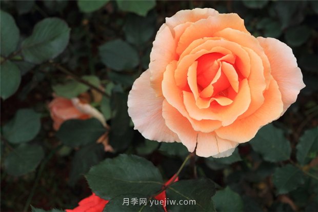 月季花，楚楚動(dòng)人花中仙(圖1)