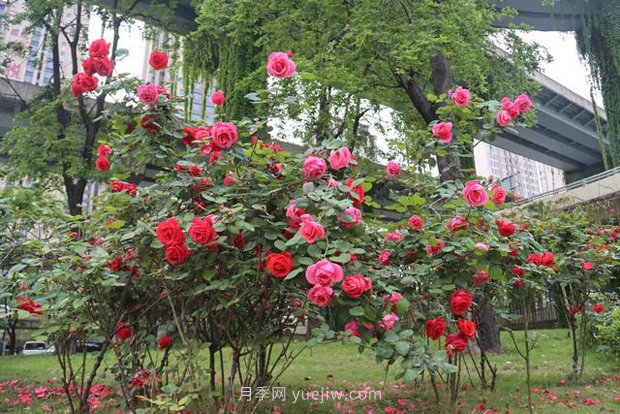 成都“高顏值”月季花開正艷，50多個(gè)品種美爆街頭(圖1)