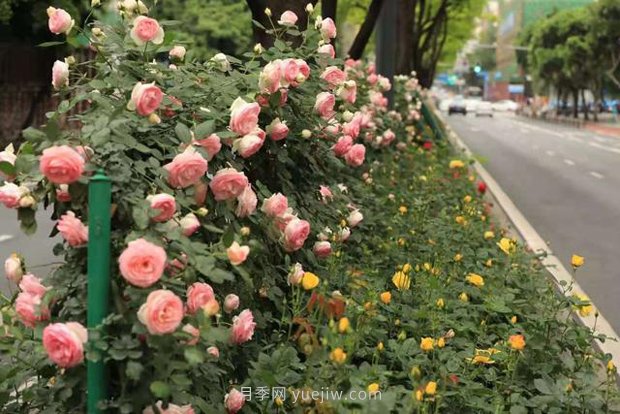 成都“高顏值”月季花開正艷，50多個(gè)品種美爆街頭(圖2)