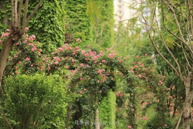 成都“高顏值”月季花開正艷，50多個(gè)品種美爆街頭(圖3)