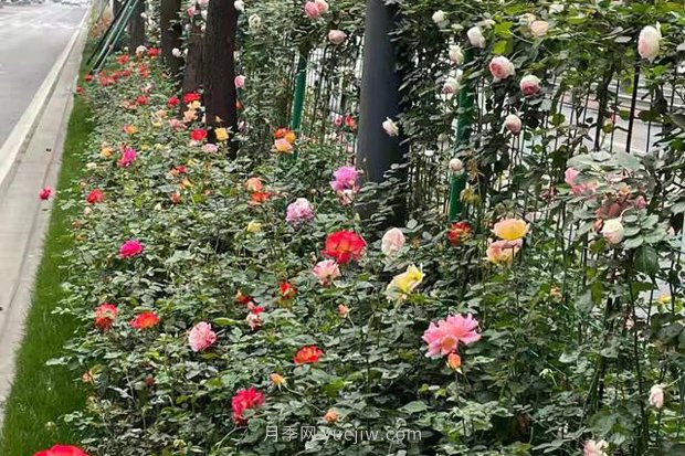 成都“高顏值”月季花開正艷，50多個(gè)品種美爆街頭(圖4)