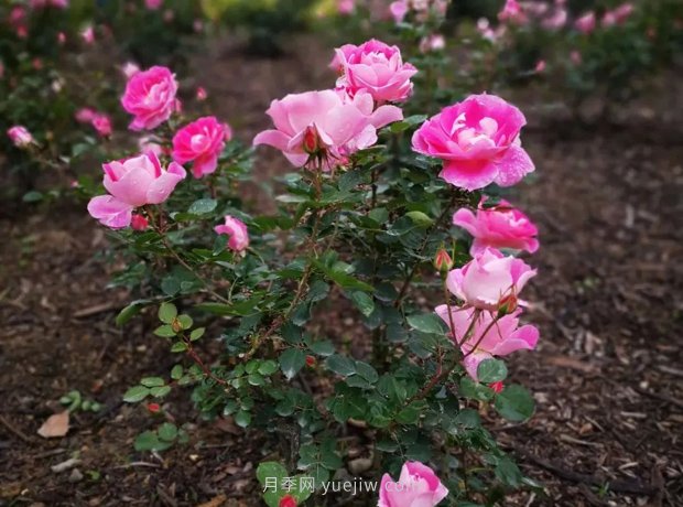 成都植物園也有月季園了，超美盛花期來啦(圖7)