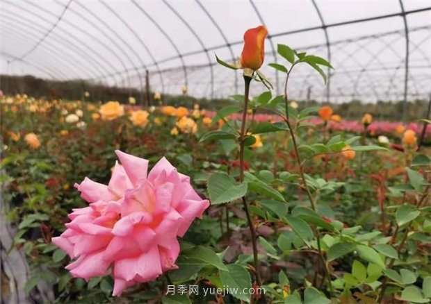 再等等盛花期，南陽(yáng)現(xiàn)在賞月季為時(shí)還早(圖2)