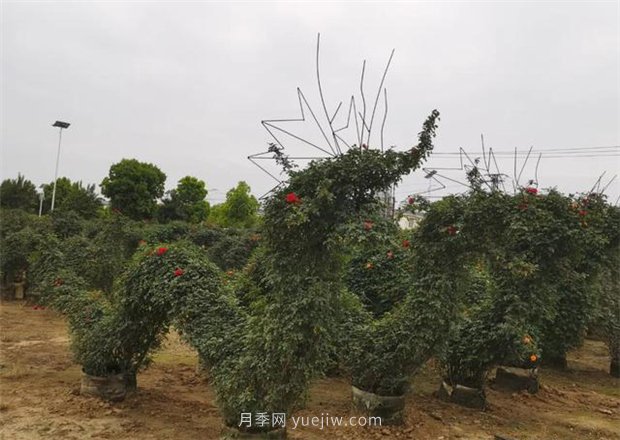 再等等盛花期，南陽(yáng)現(xiàn)在賞月季為時(shí)還早(圖3)