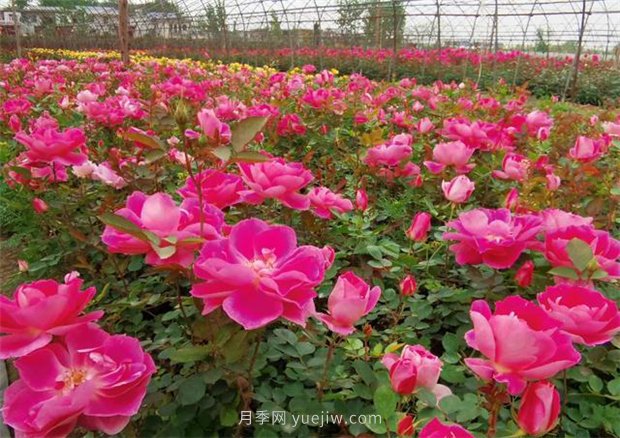 再等等盛花期，南陽(yáng)現(xiàn)在賞月季為時(shí)還早(圖4)